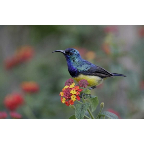 Kenya, Lake Naivasha Variable sunbird on flowers